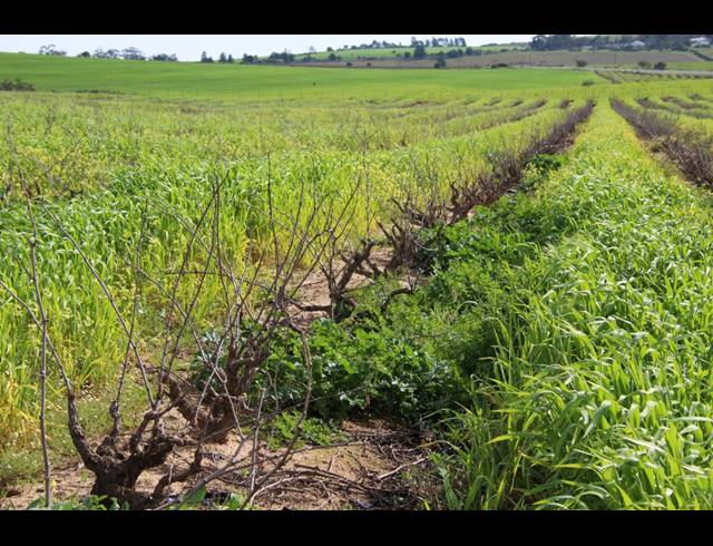 235HA FARM FOR SALE IN MALMESBURY RURAL